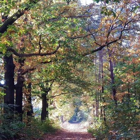 Vakantiehuis Op Rustig Bospark Veluwe 福尔特赫伊曾 外观 照片