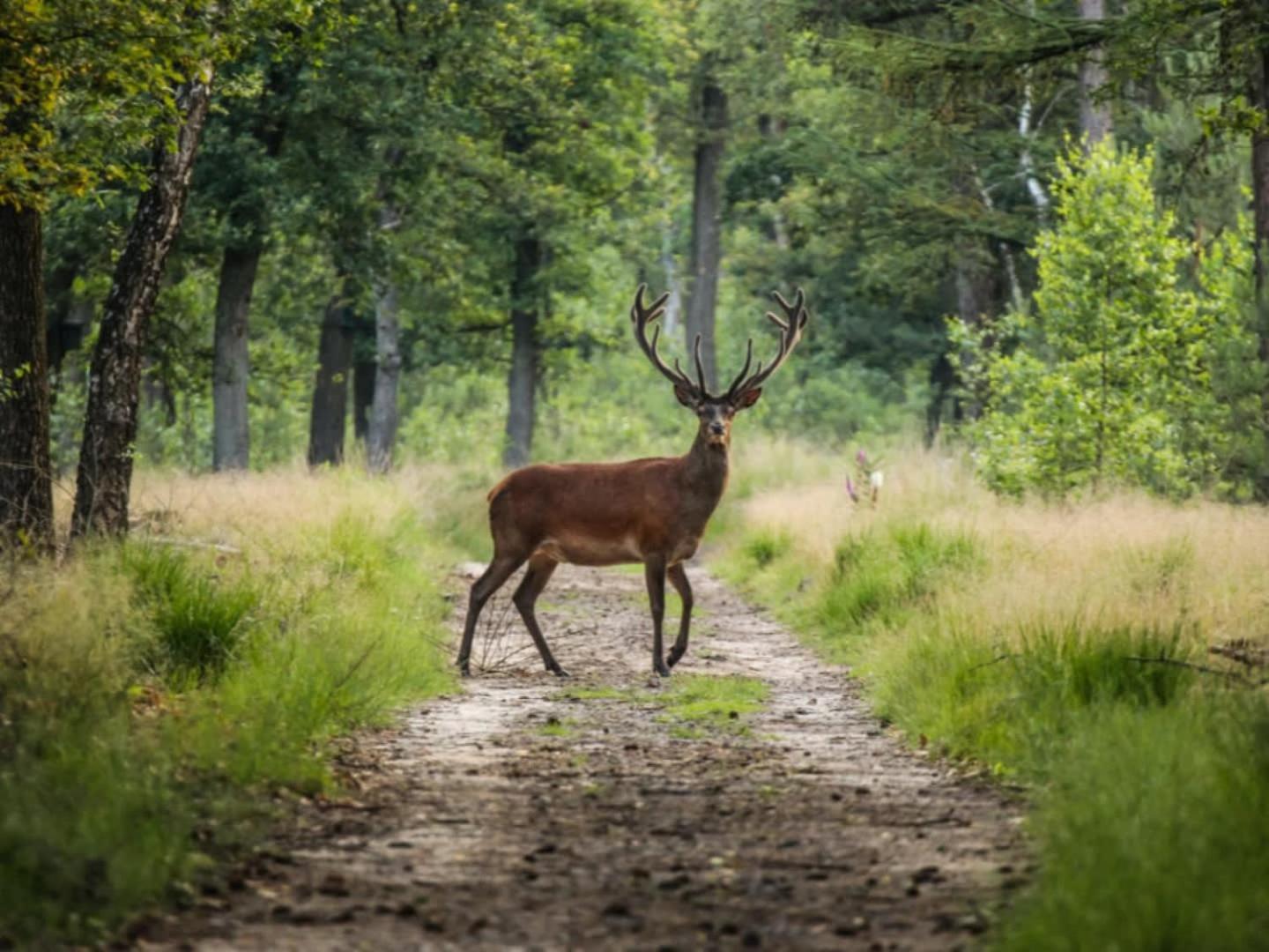 Vakantiehuis Op Rustig Bospark Veluwe 福尔特赫伊曾 外观 照片