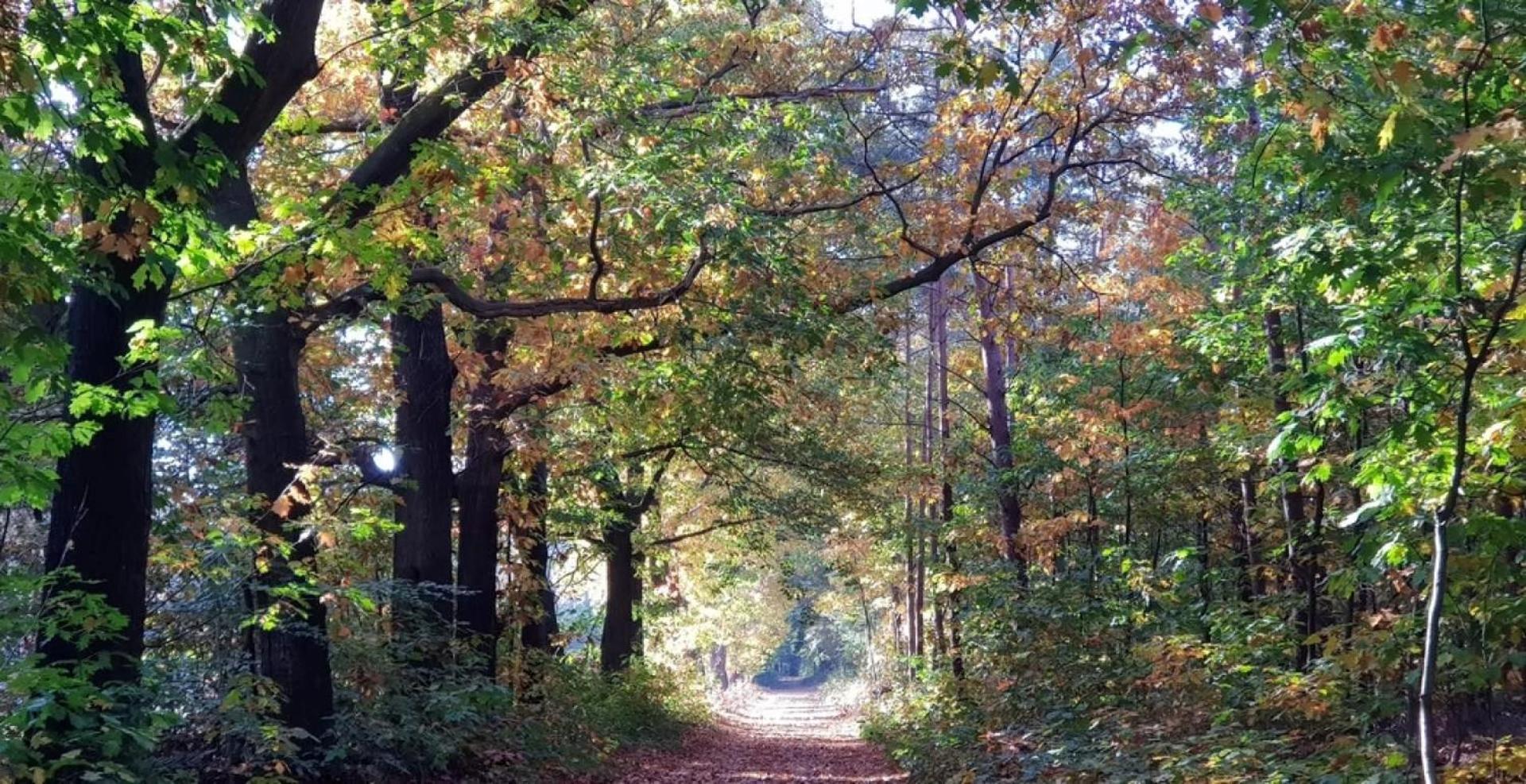 Vakantiehuis Op Rustig Bospark Veluwe 福尔特赫伊曾 外观 照片